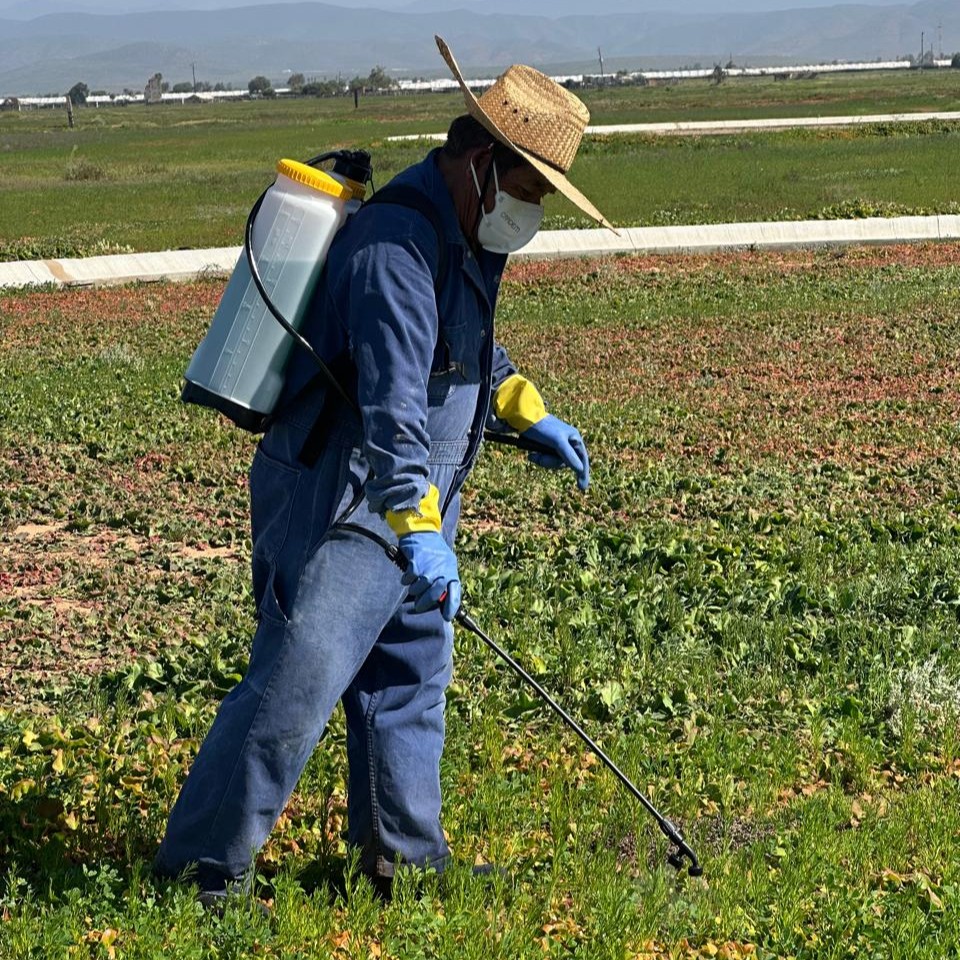 Personal de jardinería dando mantenimiento a las áreas verdes